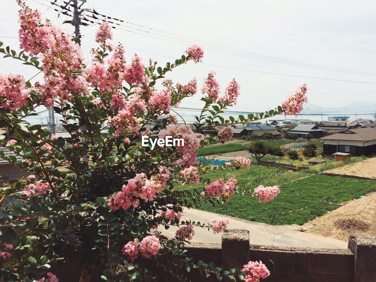 Low angle view of pink flowers blooming on tree