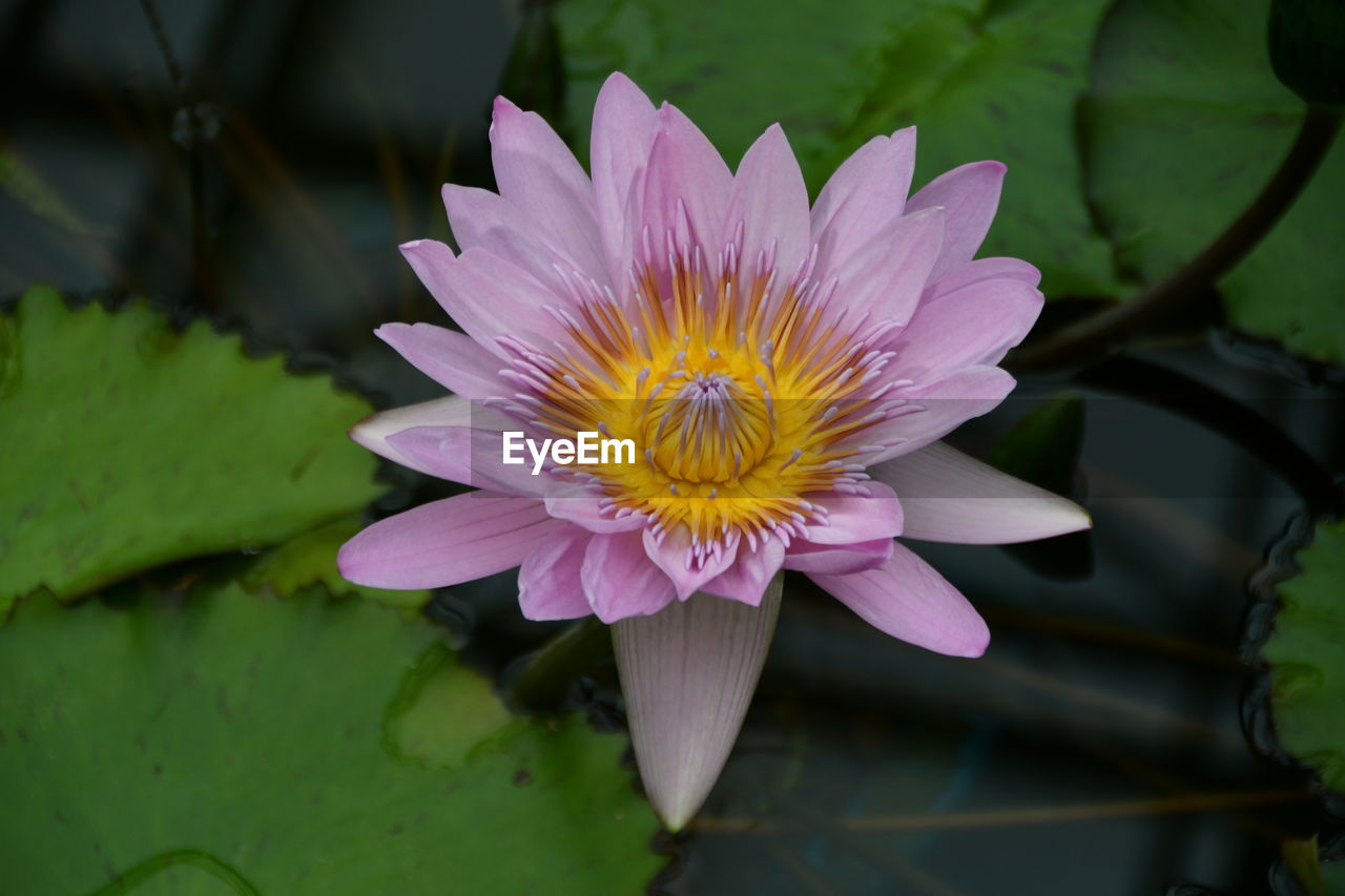 CLOSE-UP OF WATER LILY IN POND