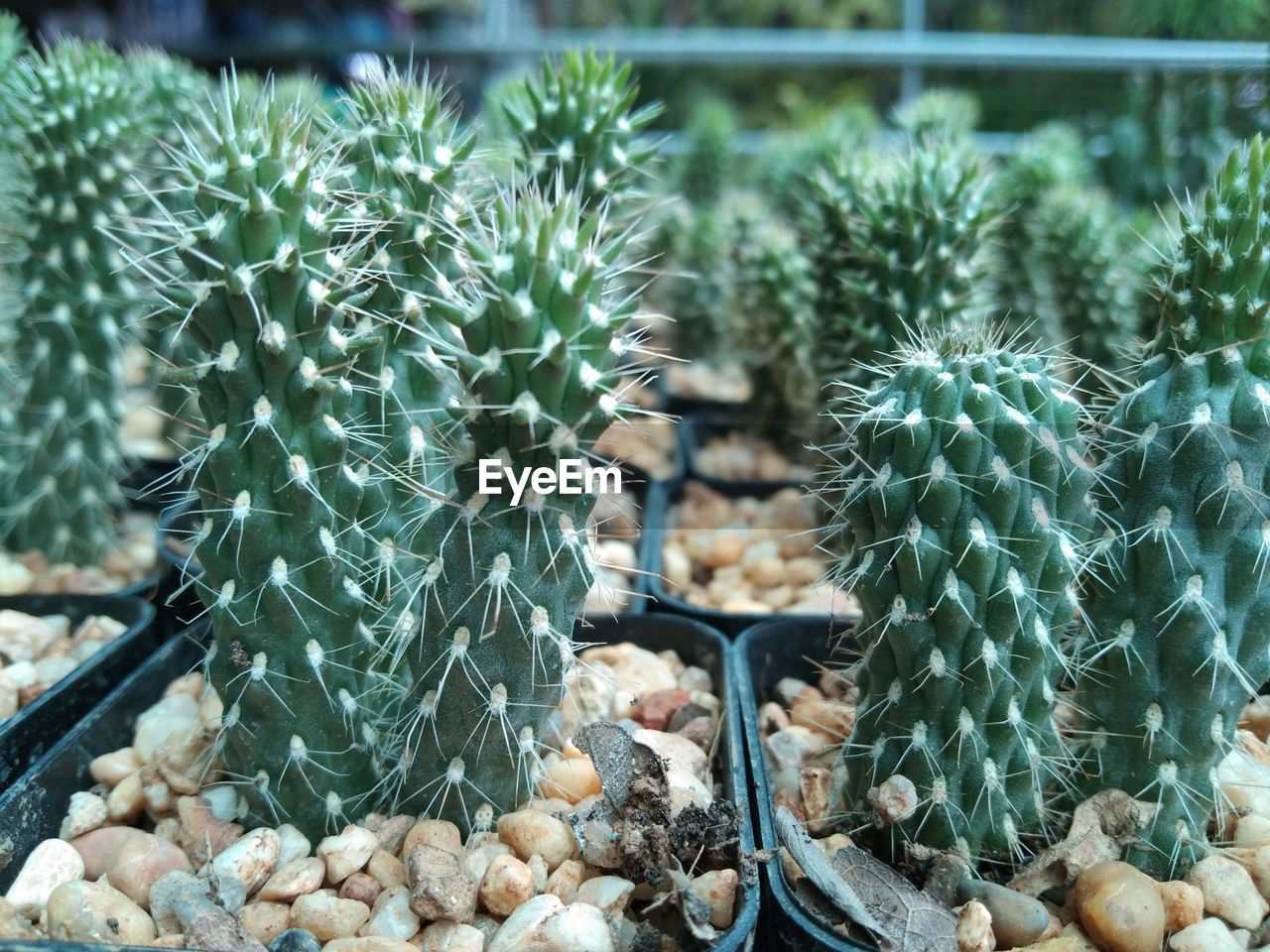 CLOSE-UP OF CACTUS PLANTS