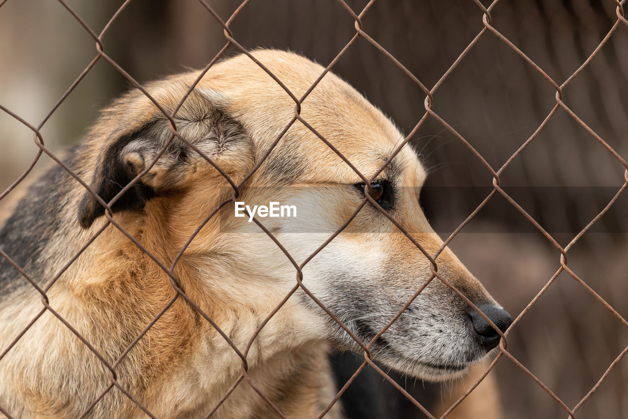 CLOSE-UP OF DOG BEHIND FENCE