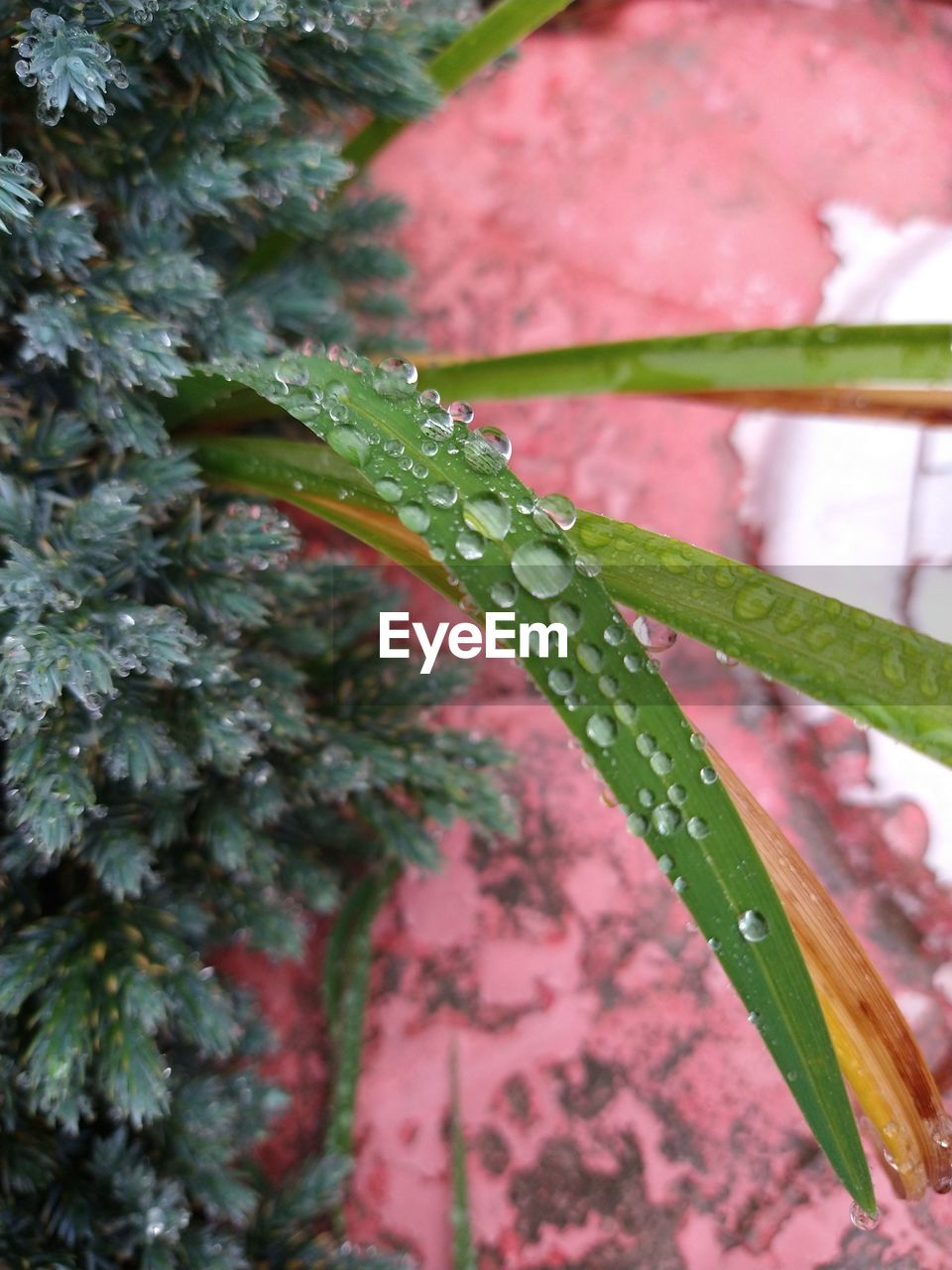 CLOSE-UP OF WET PLANTS