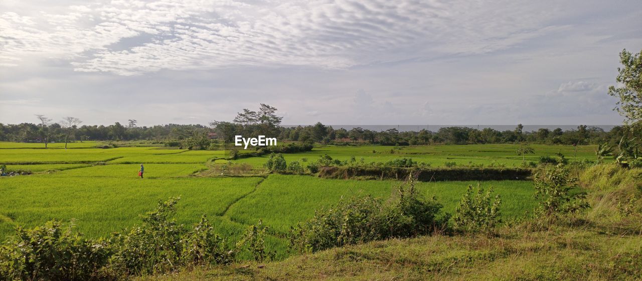 Scenic view of agricultural field against sky