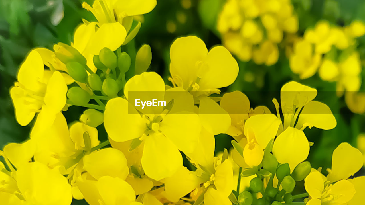 Close-up of yellow flowering plants