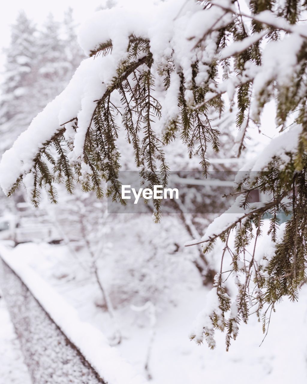 Snow covered tree