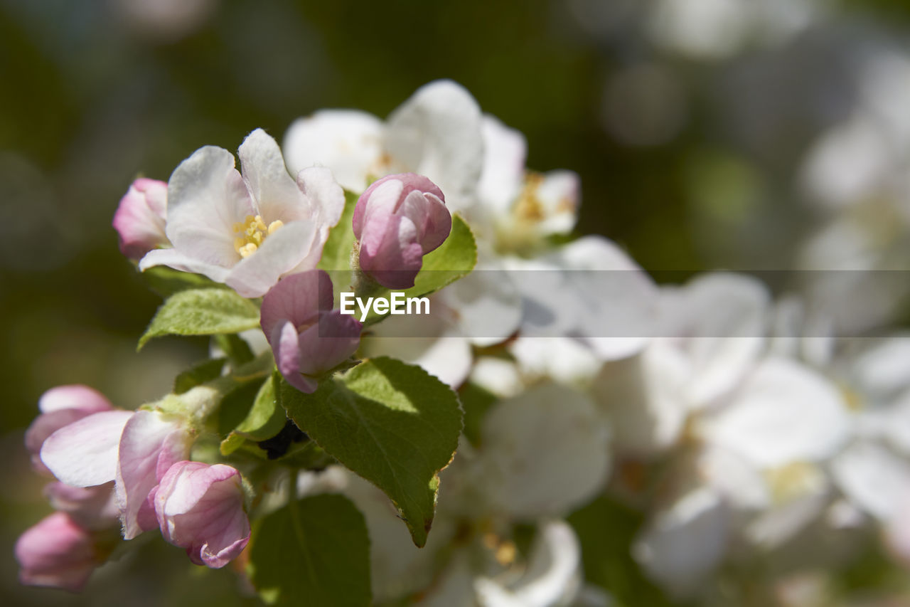 CLOSE-UP OF FRESH WHITE PINK ROSE FLOWERS