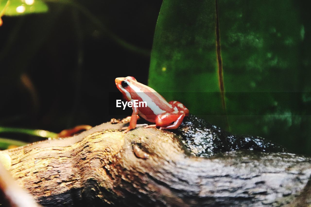 CLOSE-UP OF A LIZARD ON ROCK