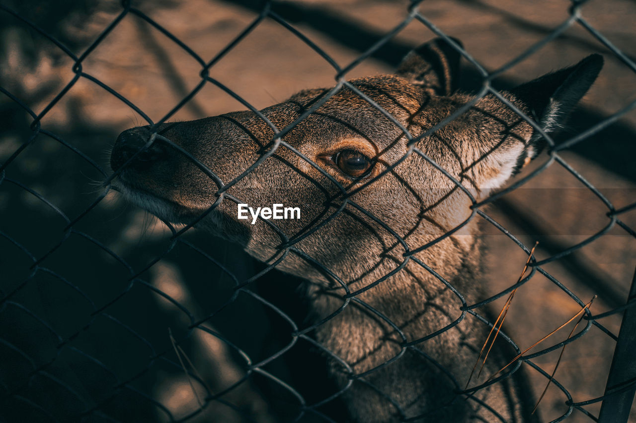CLOSE-UP OF AN ANIMAL BEHIND FENCE