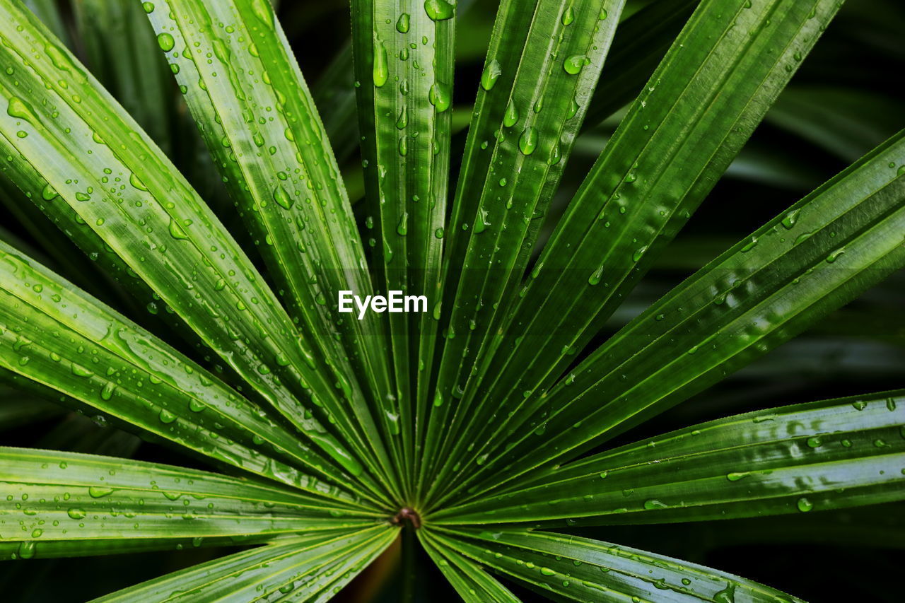 Full frame shot of wet plant