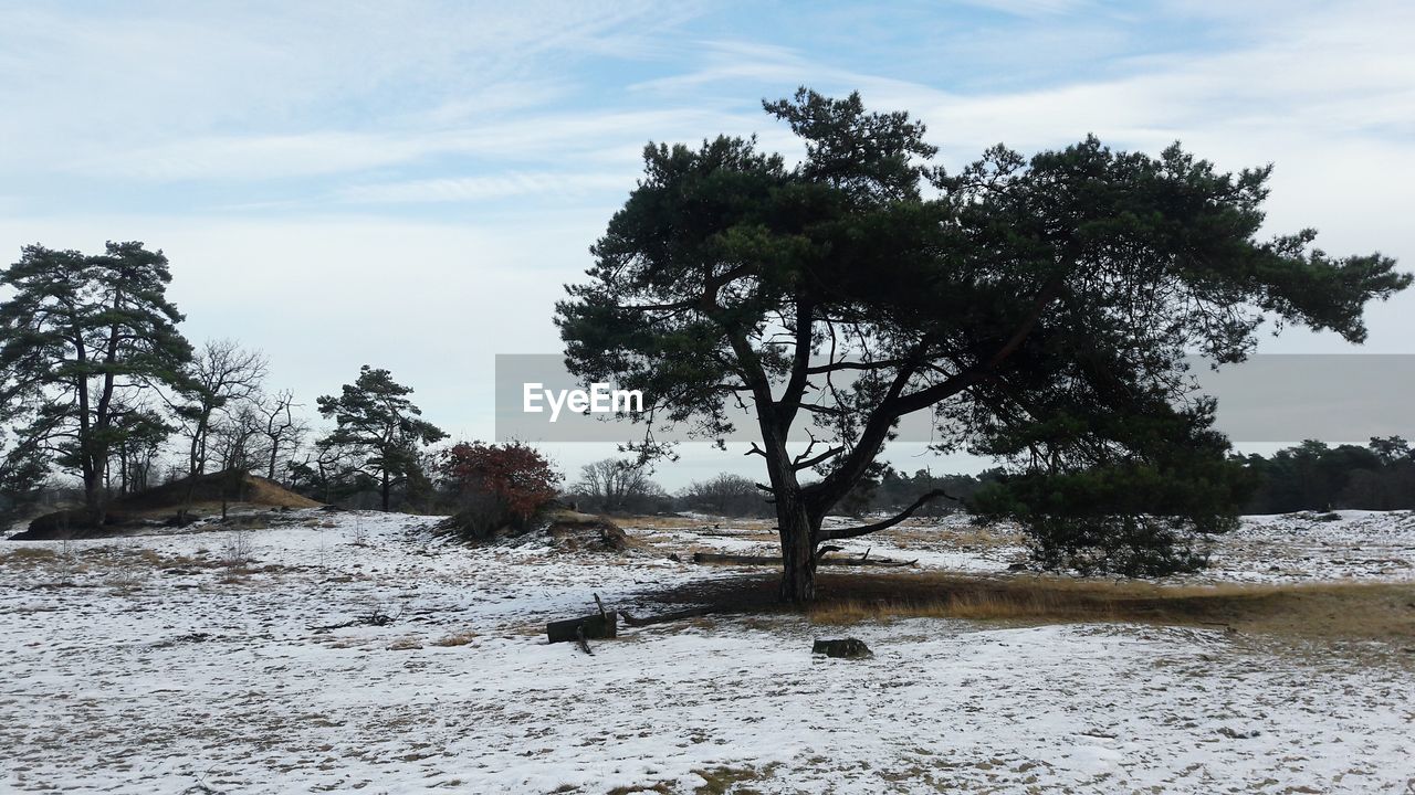 SCENIC VIEW OF TREE AGAINST SKY