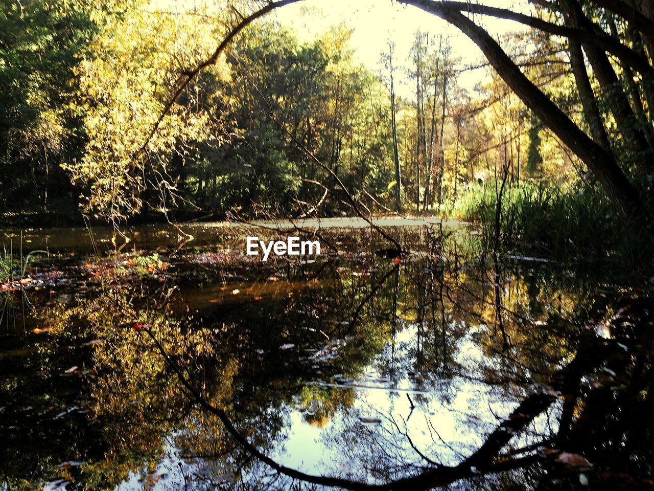 REFLECTION OF TREES ON LAKE IN FOREST