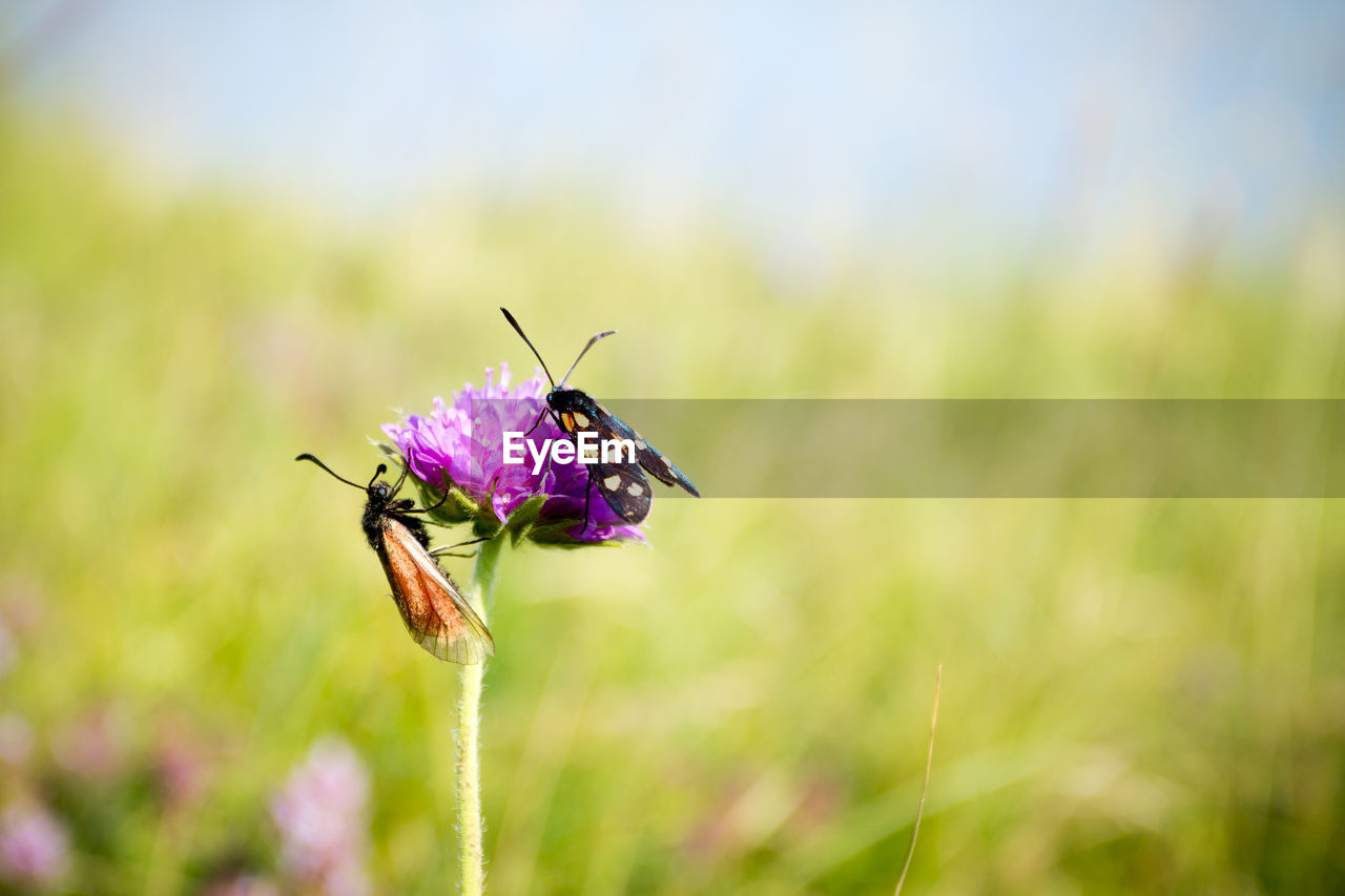 CLOSE-UP OF INSECT ON FLOWER