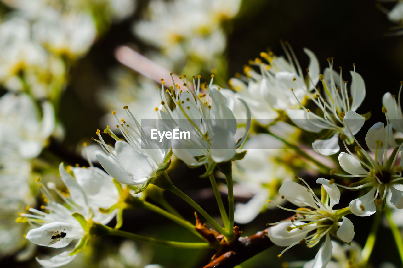 Close-up of white flowering plant