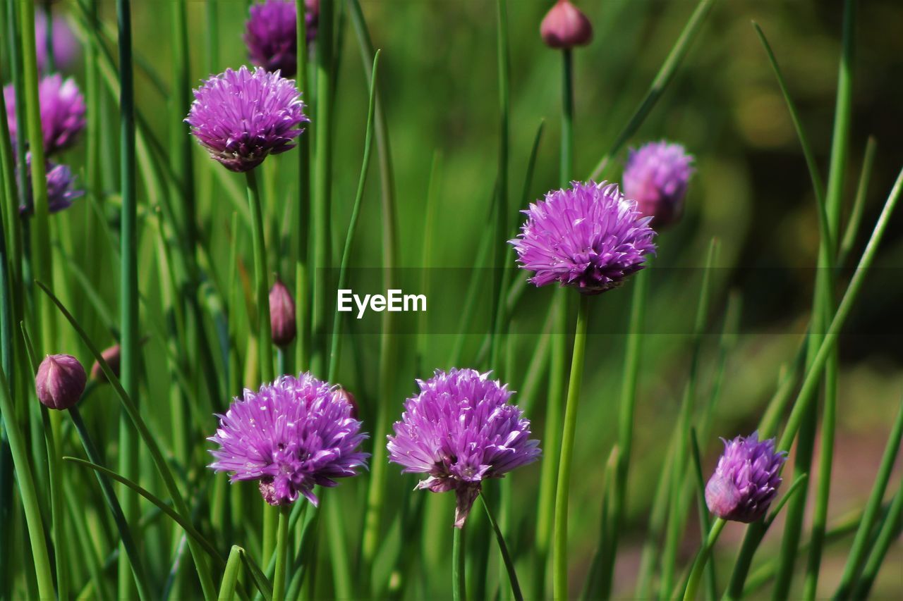 Close-up of pink flowers