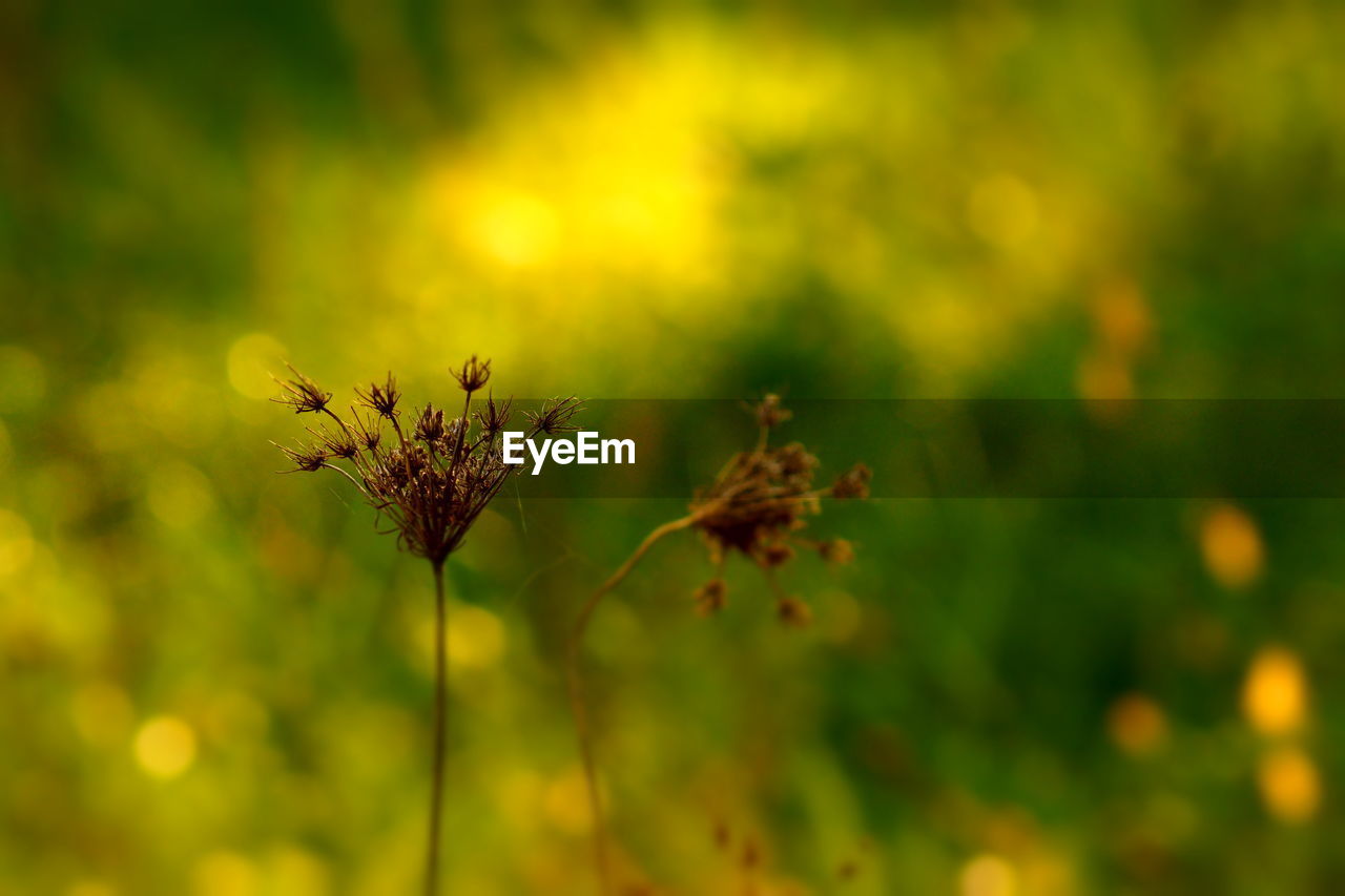 Close-up of flower against blurred background