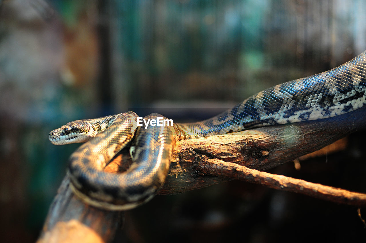 Close-up of snake on tree