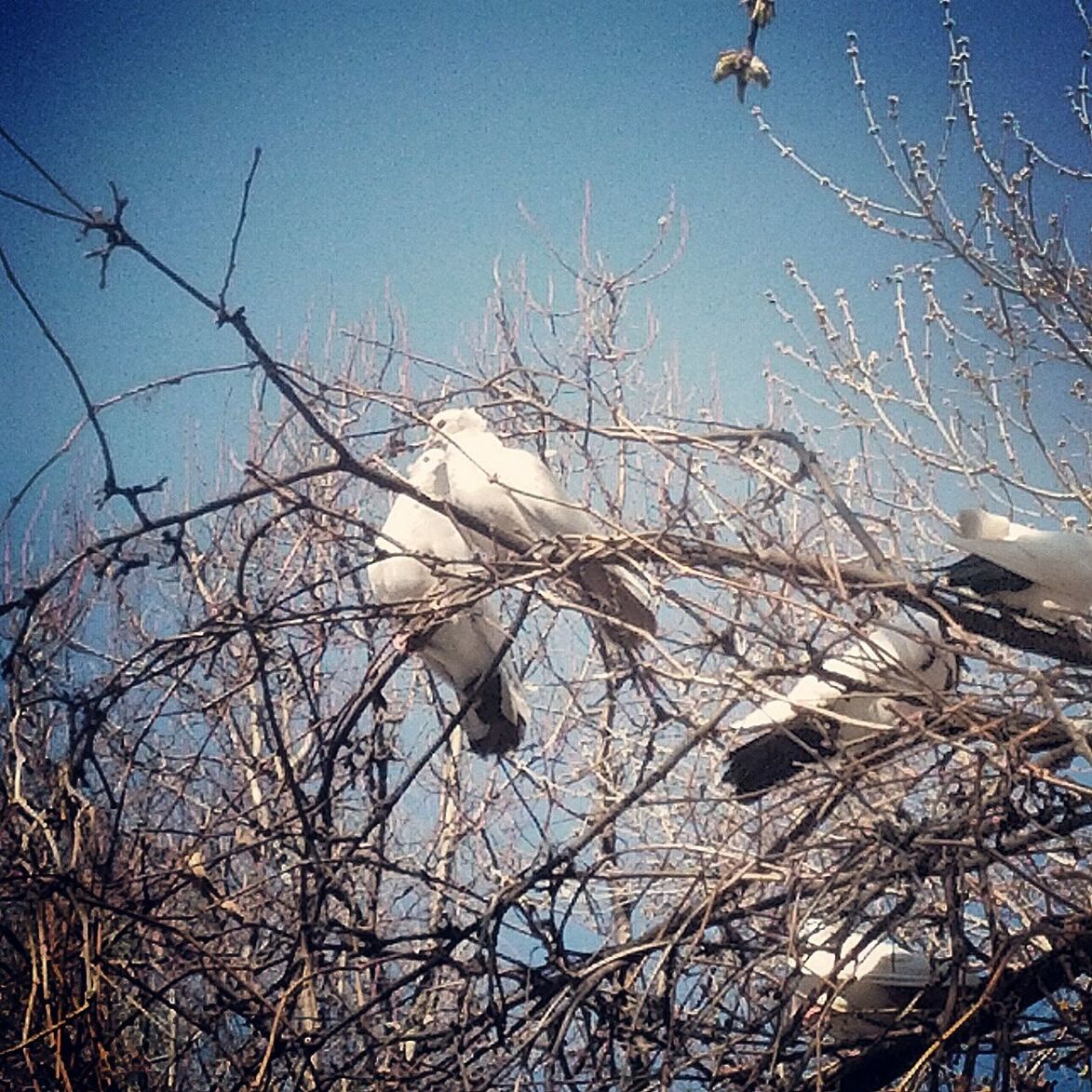 LOW ANGLE VIEW OF BARE TREES AGAINST THE SKY