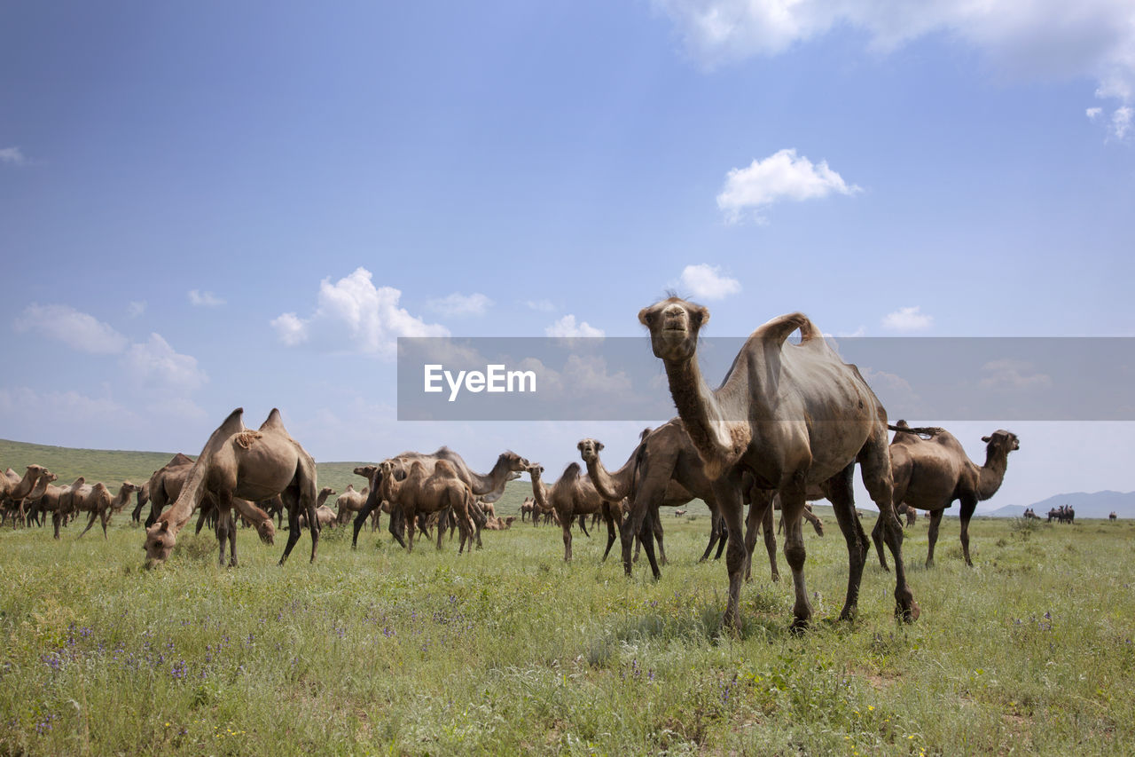 Bactrian camels on field against sky