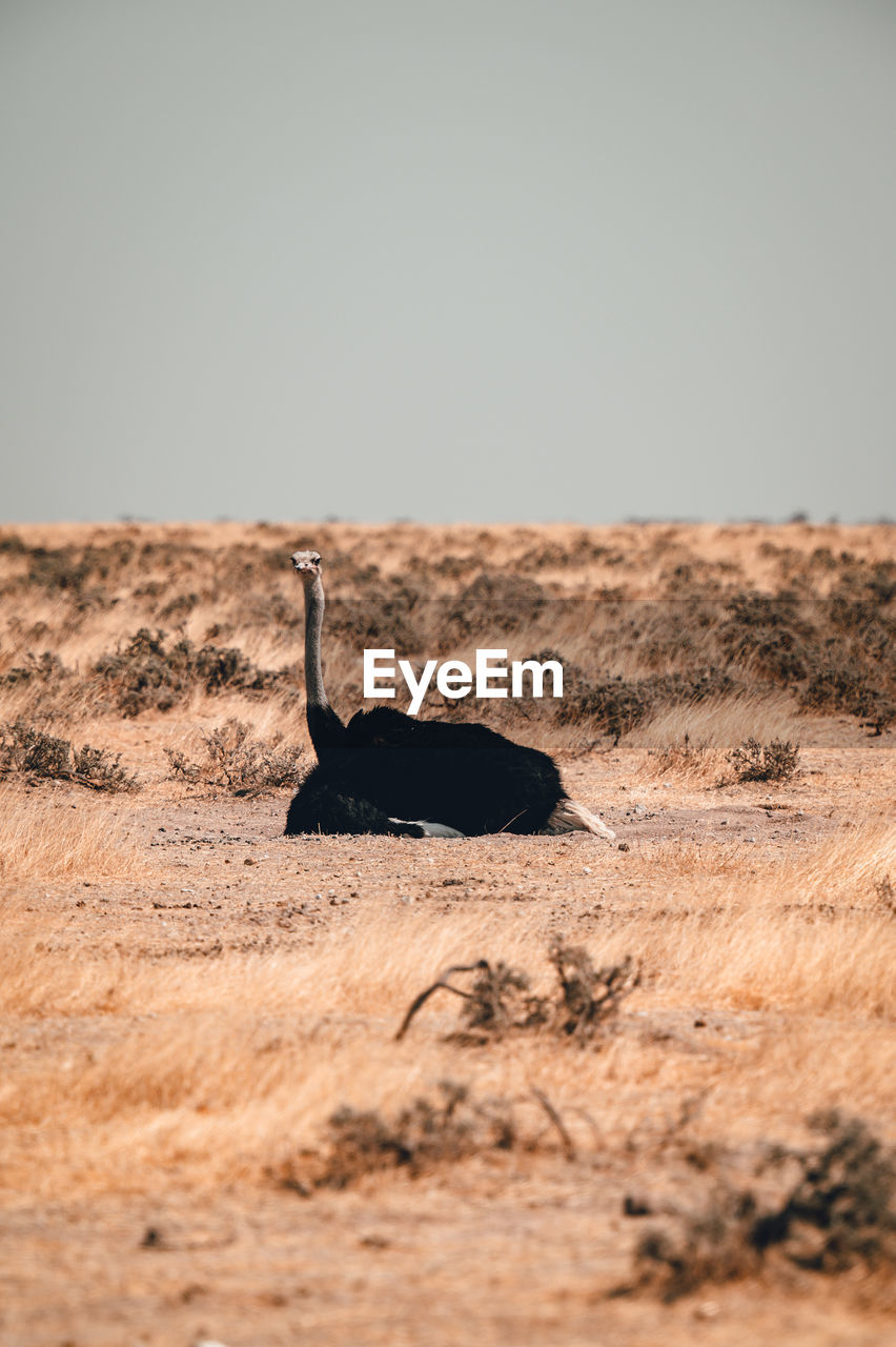 A lone ostrich in the african savannah in namibia, etosha np