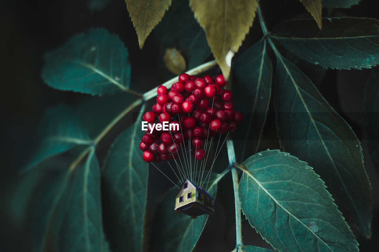 Close-up of red berries with model house against plants