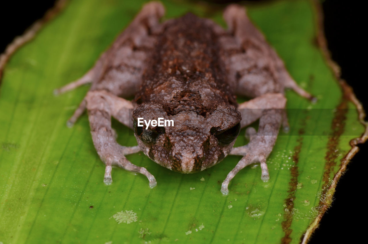 CLOSE-UP OF AN INSECT ON LEAF