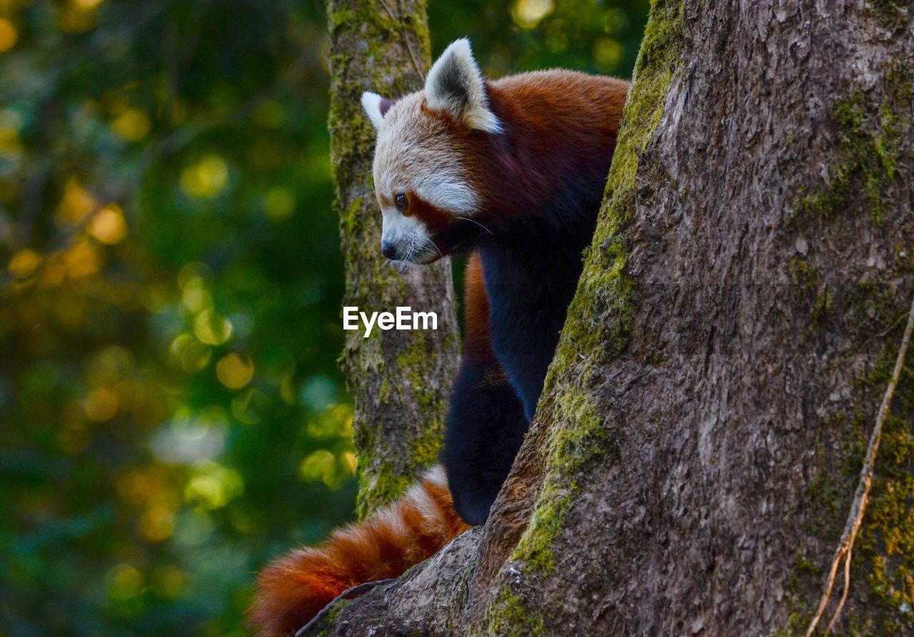 Red panda on tree