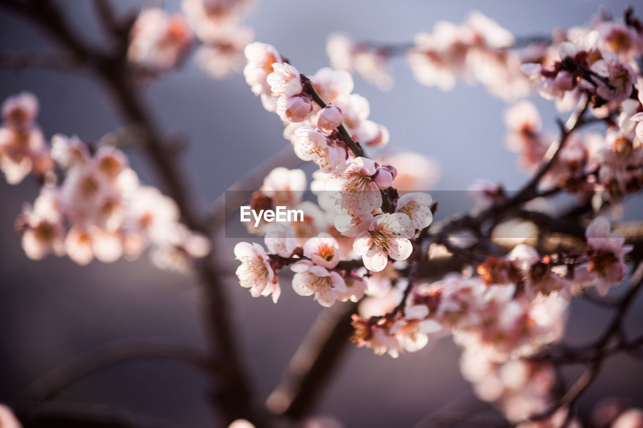 Cherry blossoms blooming on tree