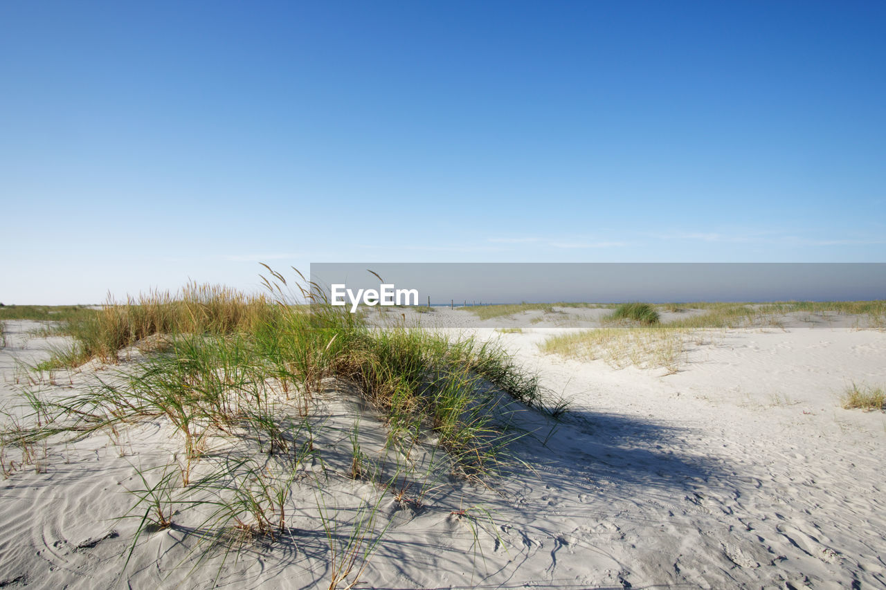 natural environment, land, sky, sand, nature, beach, sea, shore, plant, dune, sand dune, scenics - nature, coast, beauty in nature, marram grass, clear sky, tranquility, water, no people, landscape, grass, day, blue, environment, tranquil scene, ocean, outdoors, copy space, non-urban scene, desert, horizon, sunlight, sunny, horizon over water, travel destinations, body of water, growth, tree, terrain