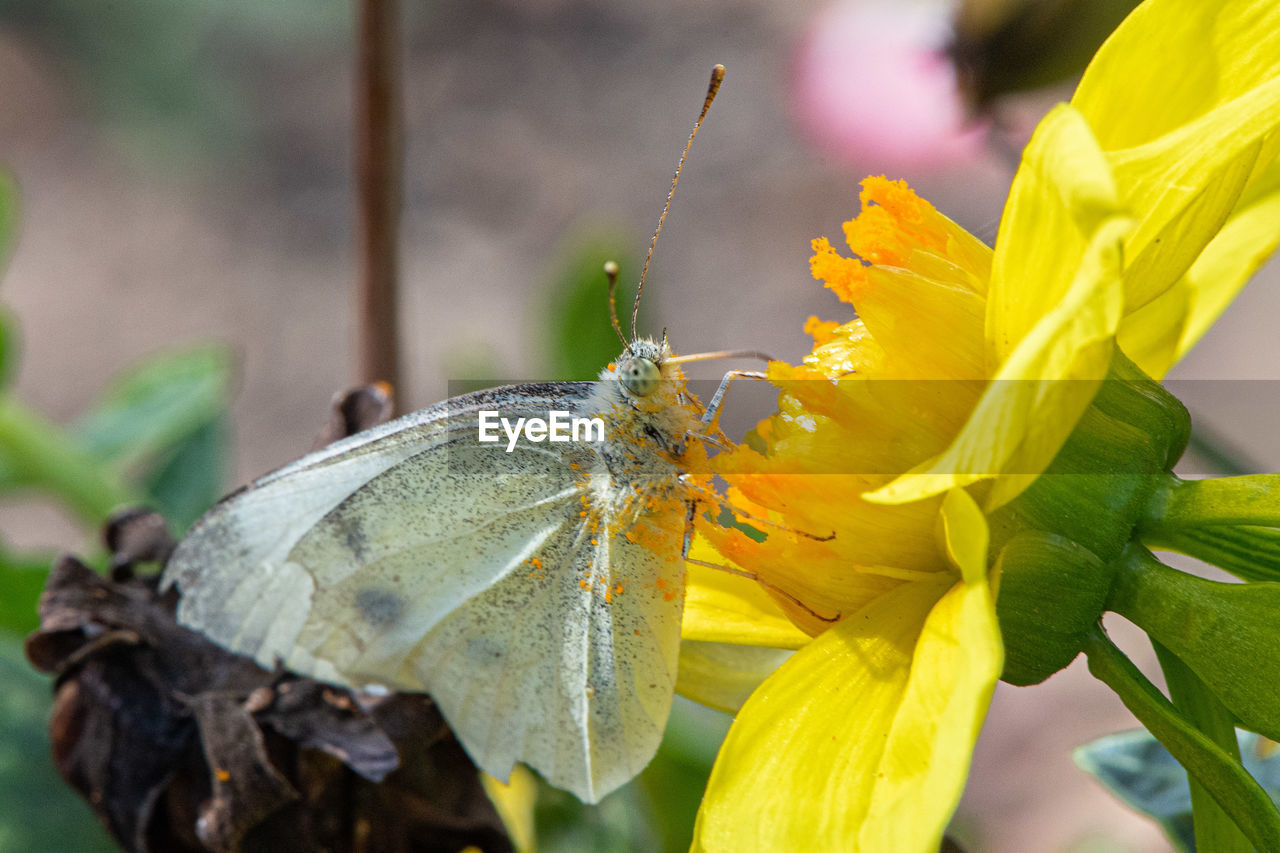 Close-up of butterfly pollinating on flower