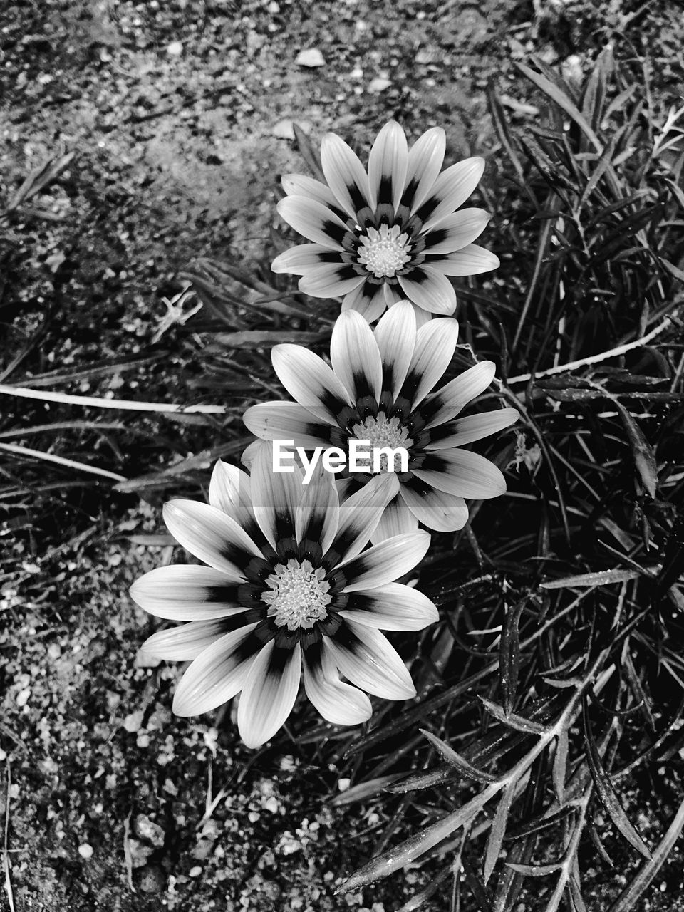 Close-up of flowers blooming in field