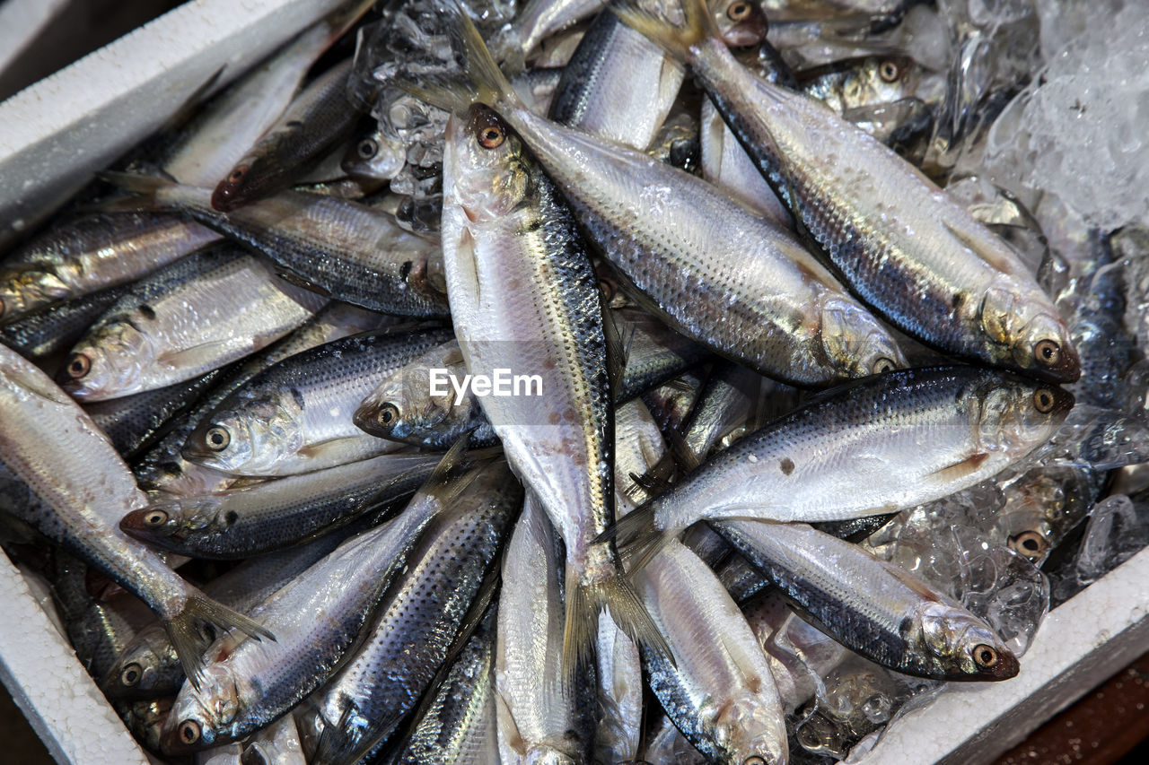 High angle view of fishes on crushed ice for sale in market