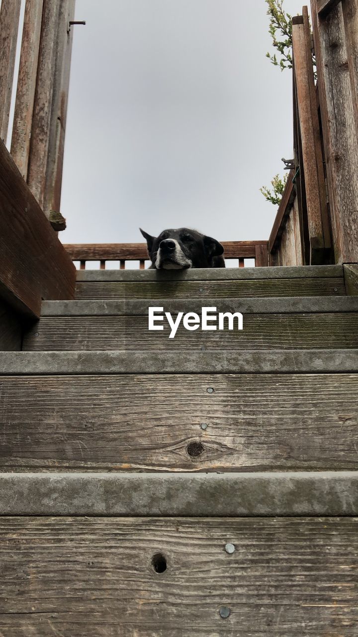 Low angle view of dog sleeping on staircase outdoors