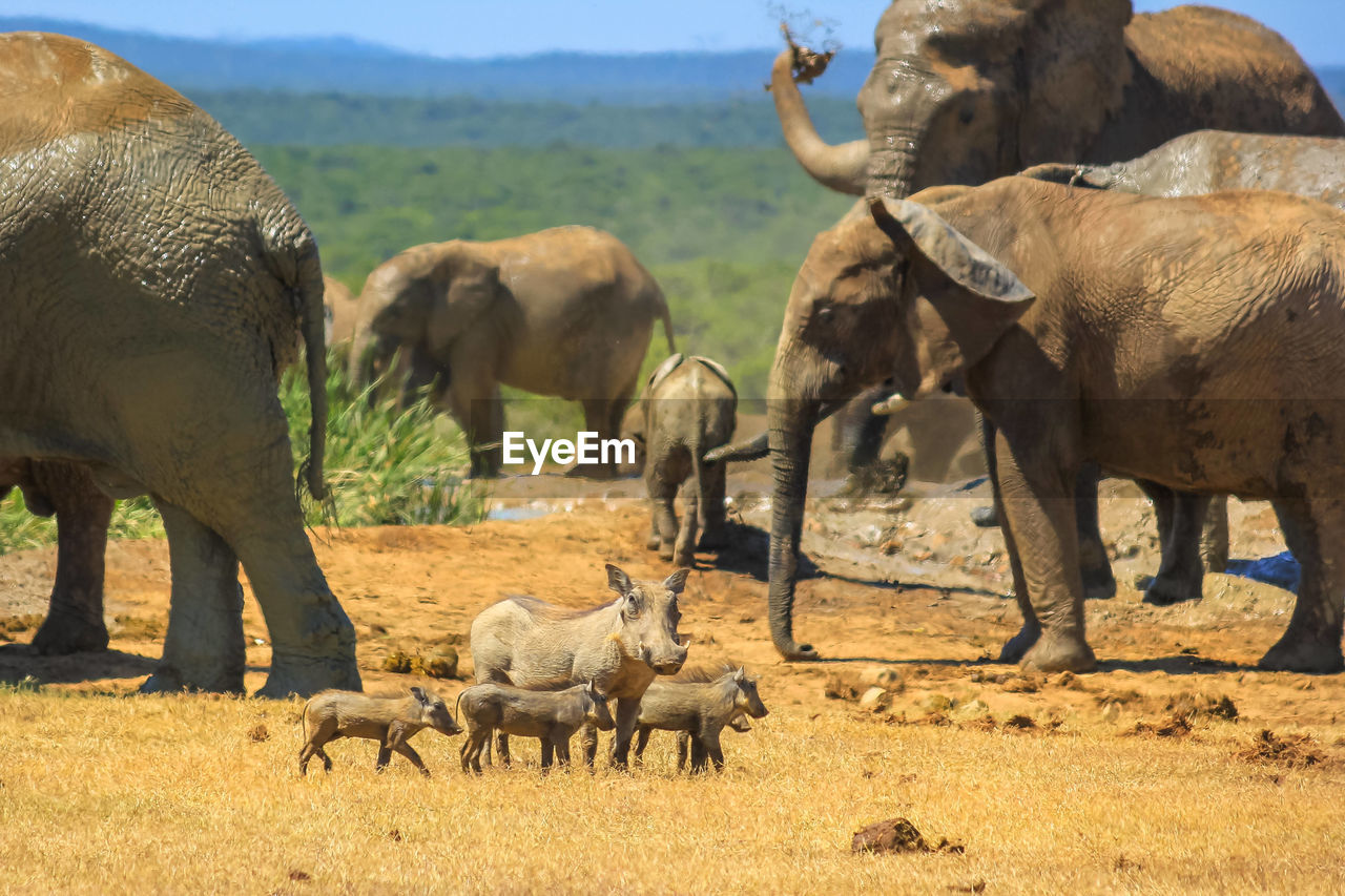 HERD OF SHEEP ON FIELD