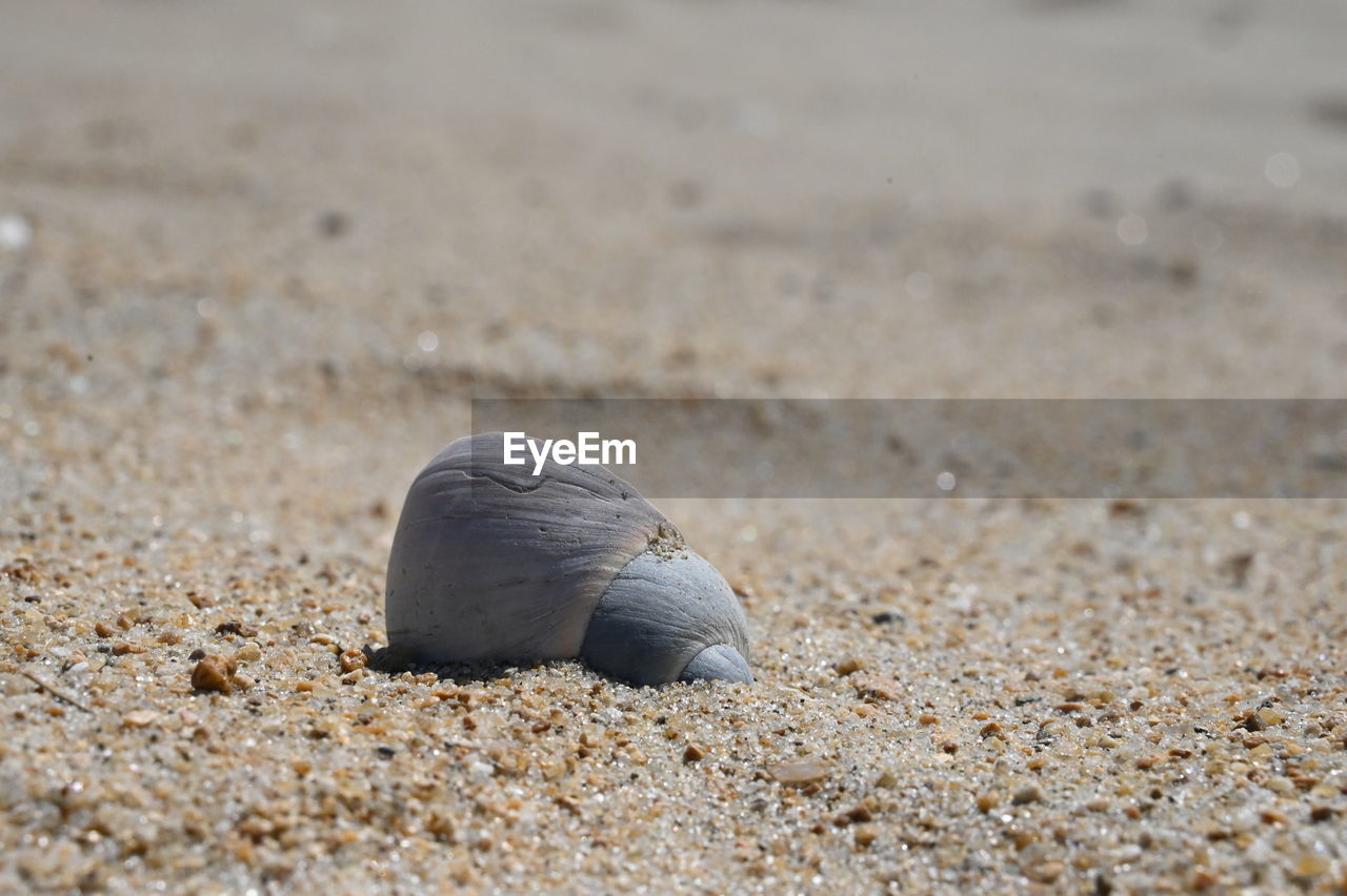 sand, land, beach, animal wildlife, animal, animal themes, wildlife, nature, one animal, close-up, no people, sea, shell, water, rock, day, outdoors, macro photography, beauty in nature, animal shell