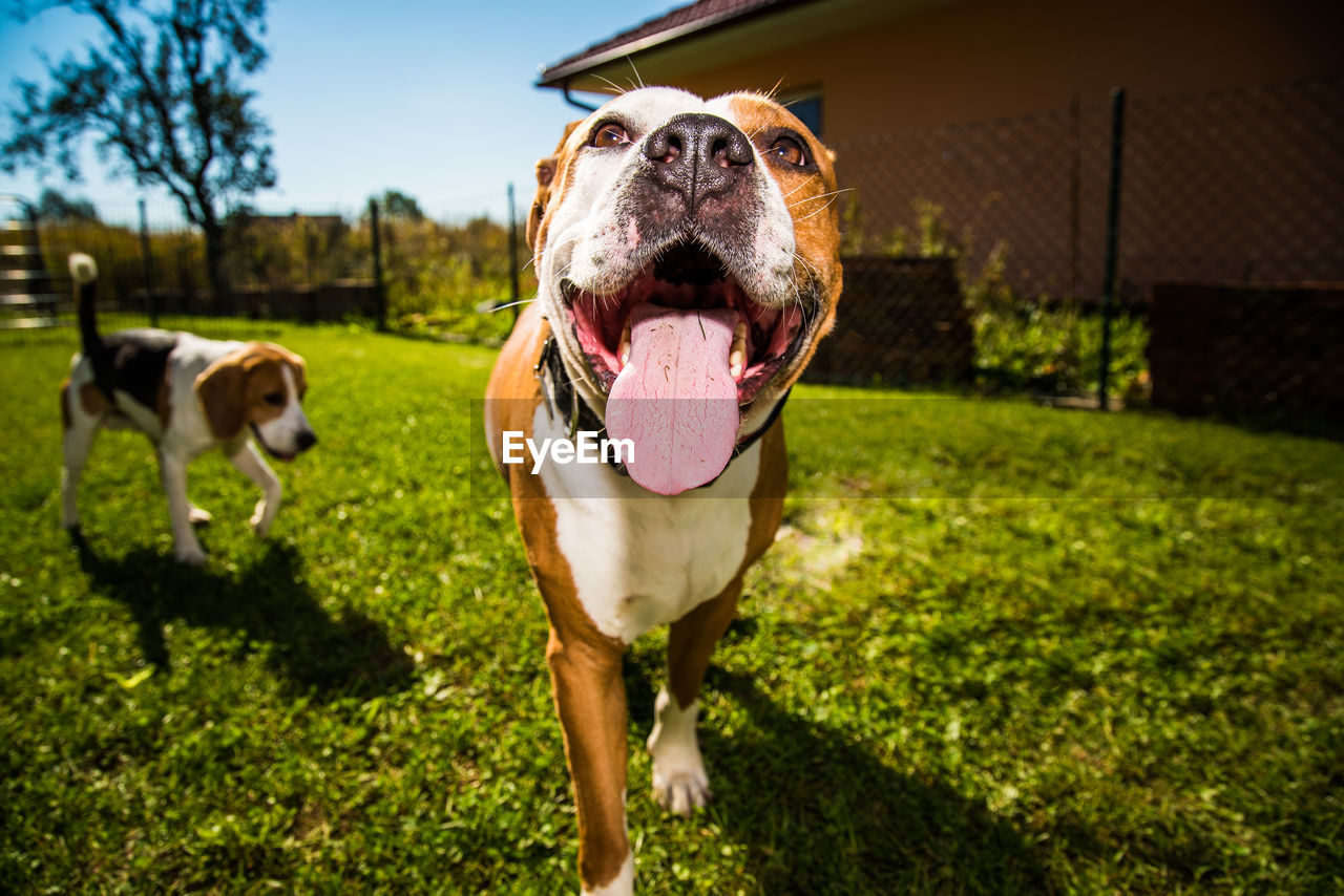 Portrait of dog on field