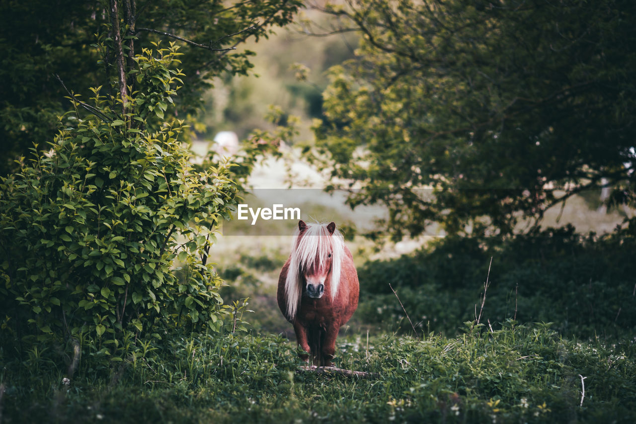 Portrait of pony horse standing on field in forest
