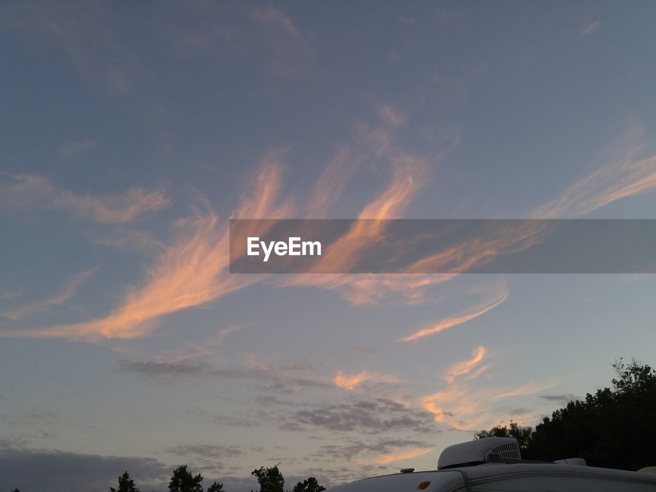 LOW ANGLE VIEW OF TREES AGAINST SKY