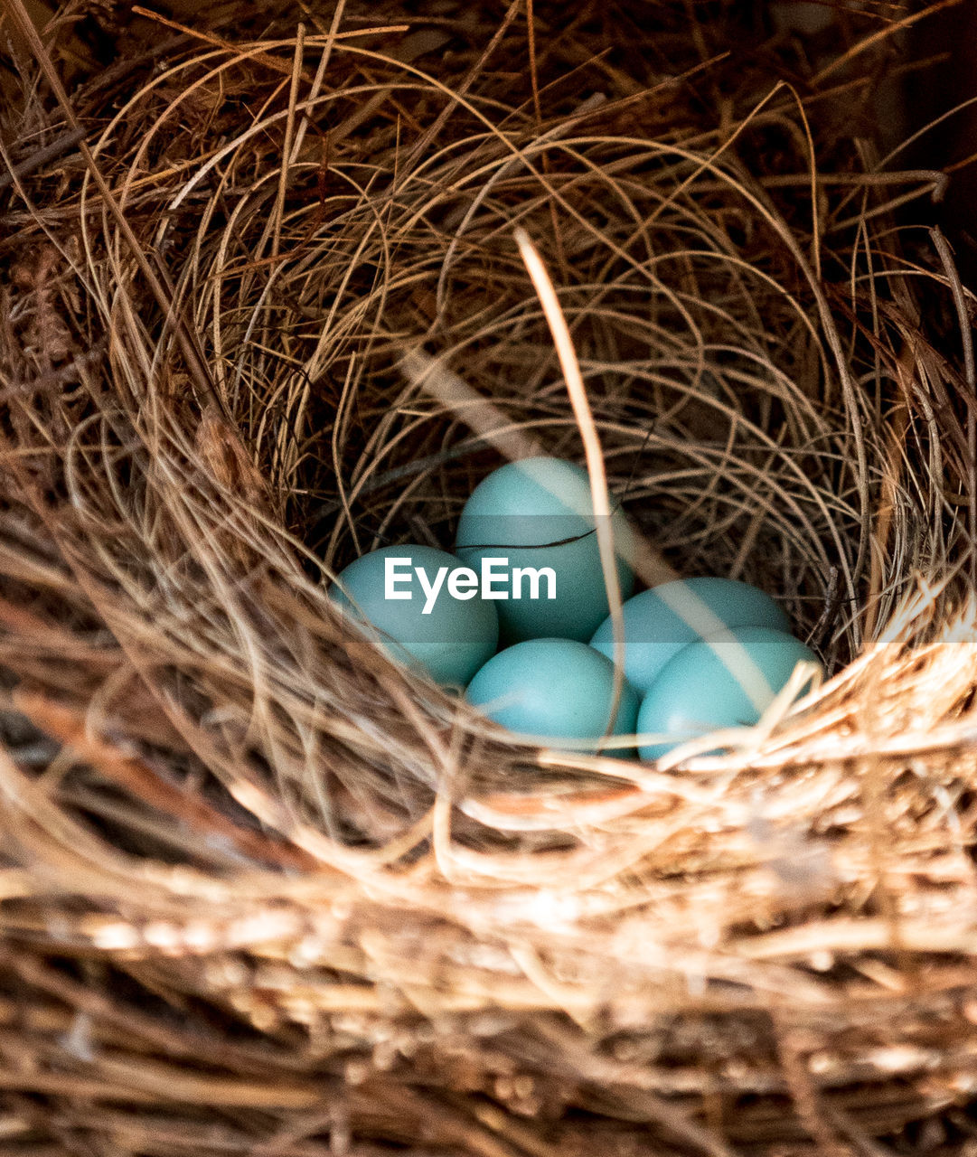 Blue eggs of an eastern bluebird sialia sialis nest in marco island, florida