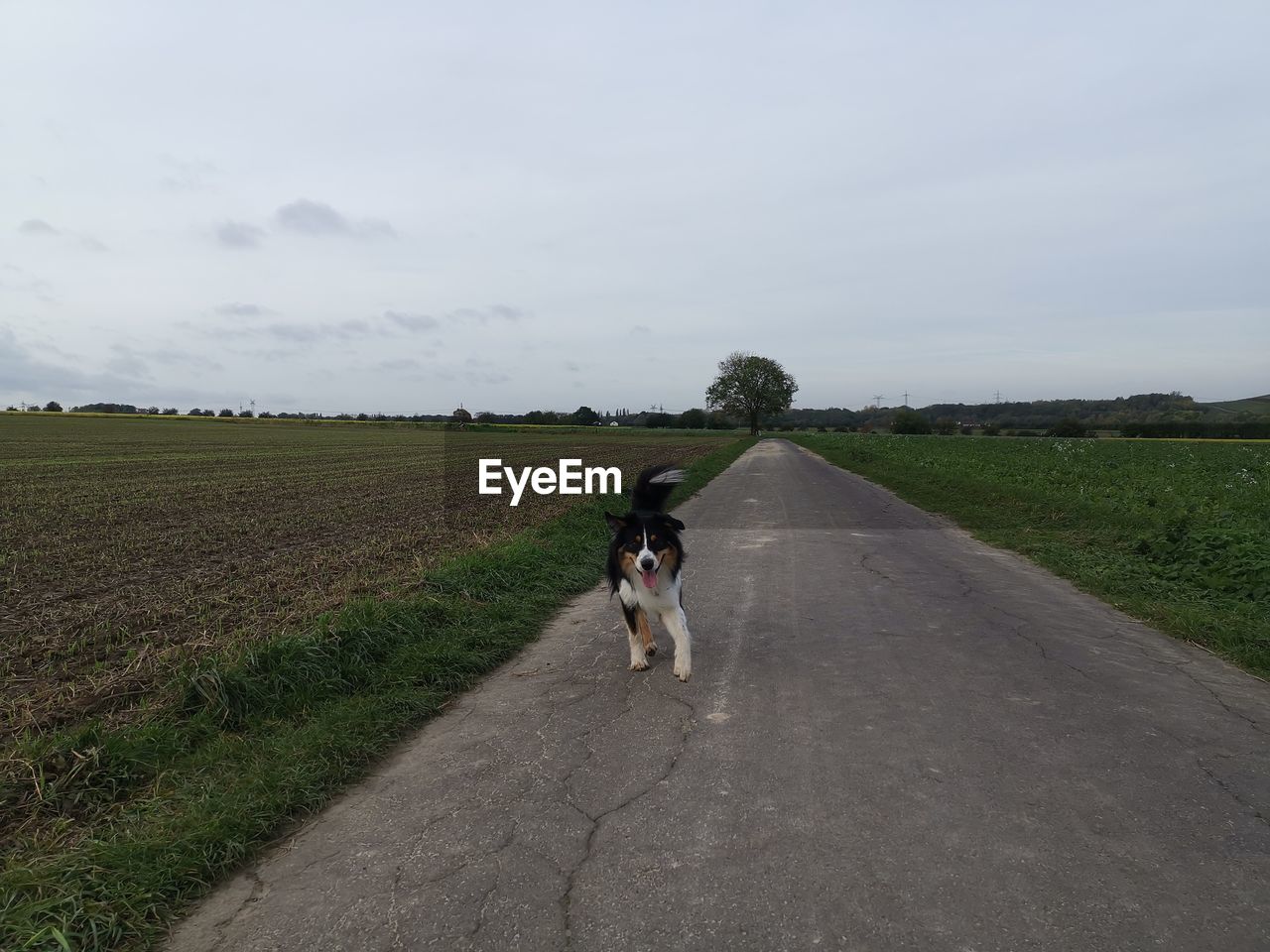 DOG ON ROAD AMIDST GREEN FIELD AGAINST SKY