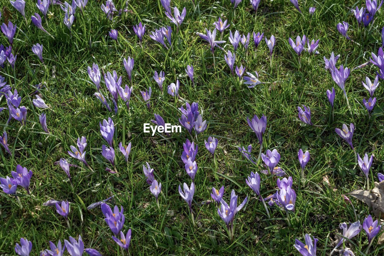 Purple flowers growing on tree