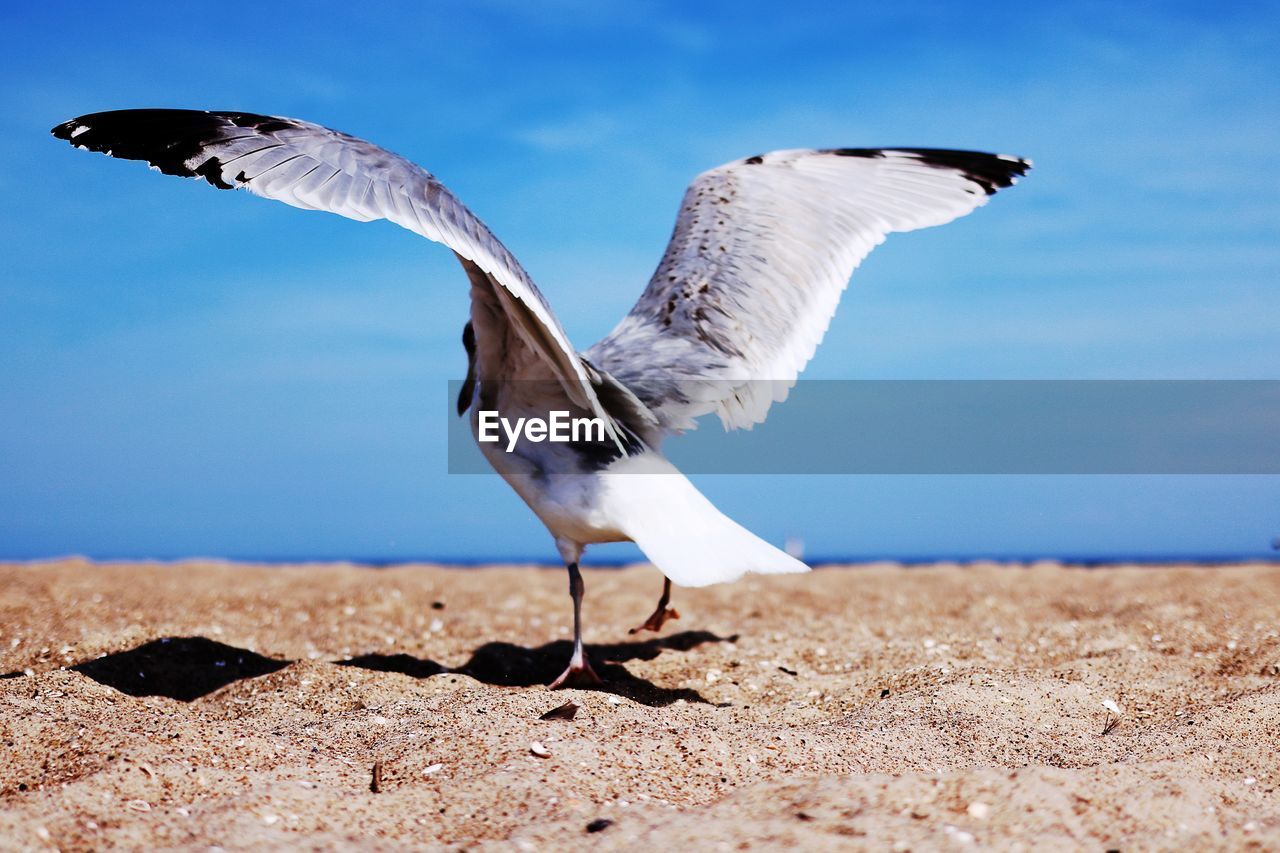 Seagull flying over sand against sky