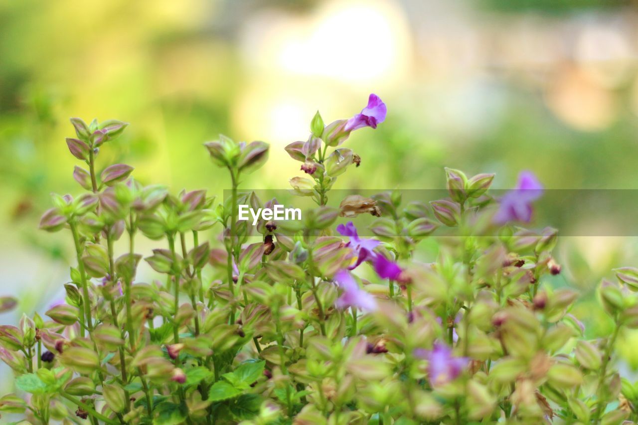 CLOSE-UP OF PURPLE FLOWERS BLOOMING