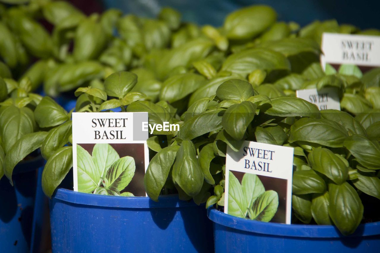 Close-up of pot plants