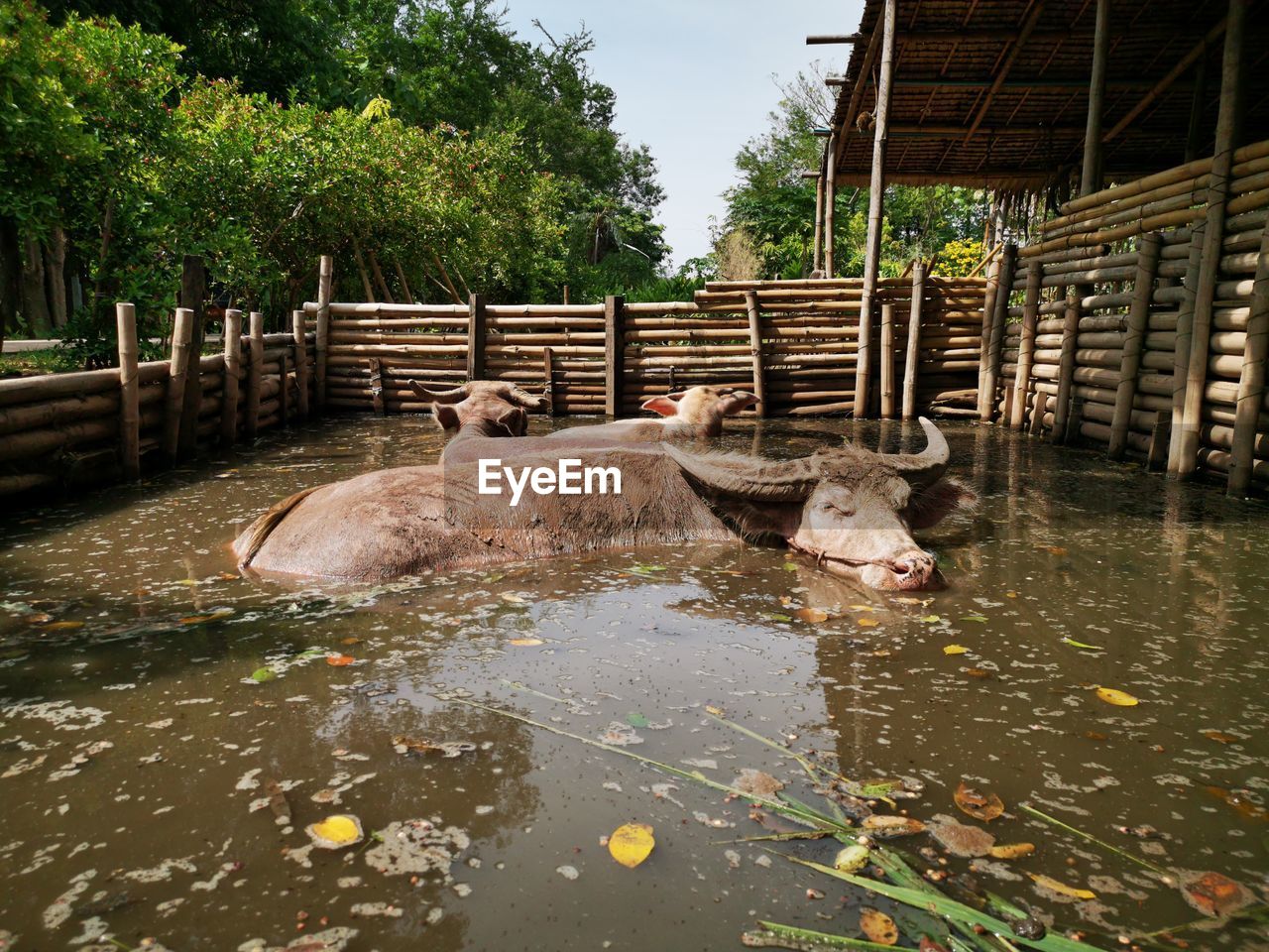 VIEW OF A TURTLE IN LAKE