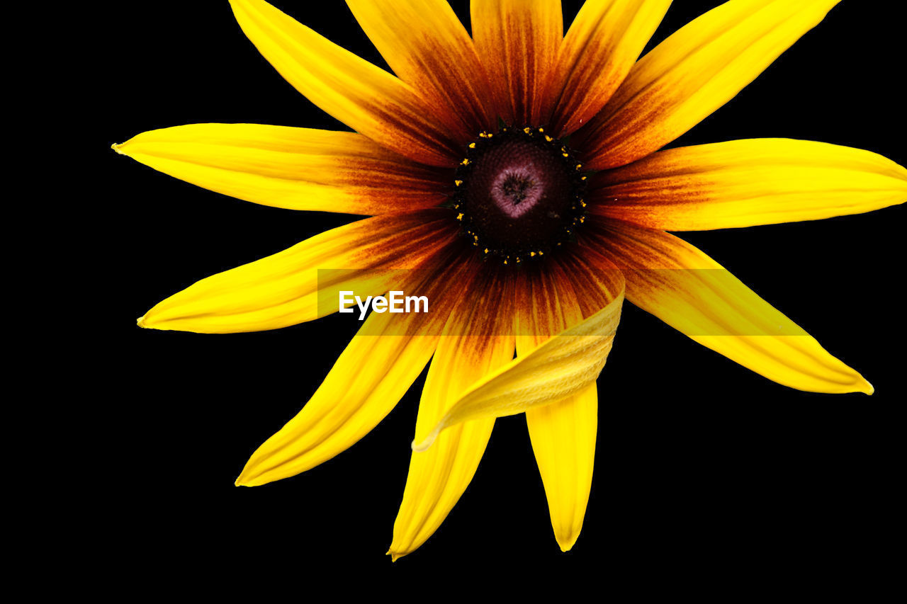 CLOSE-UP OF YELLOW FLOWERING PLANT