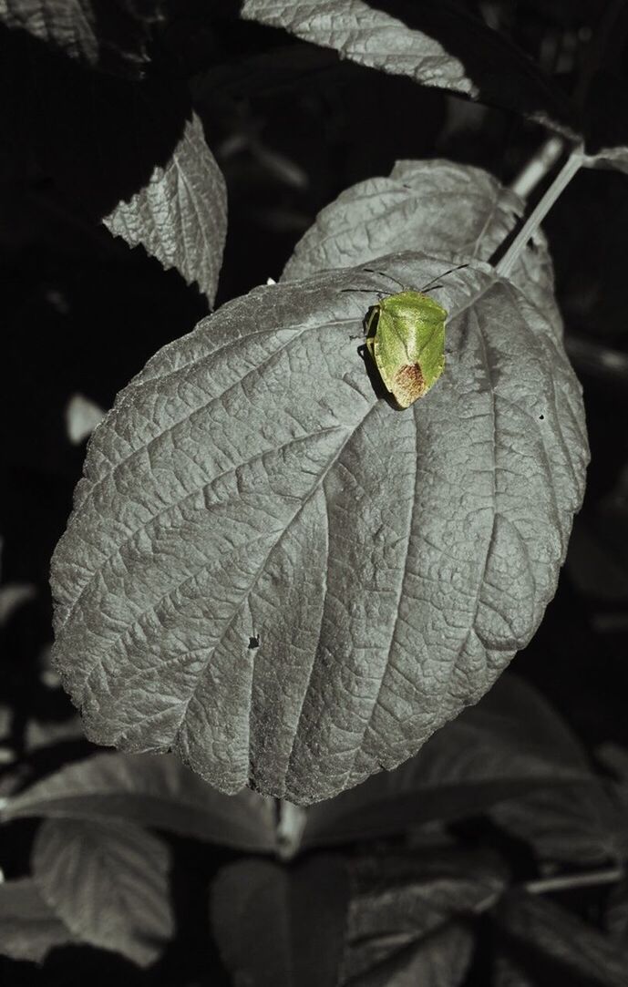 CLOSE-UP OF LEAVES ON PLANT