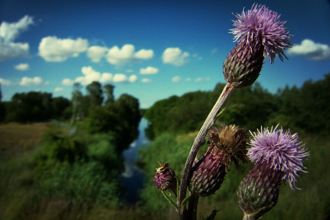 CLOSE-UP OF THISTLE FLOWERS