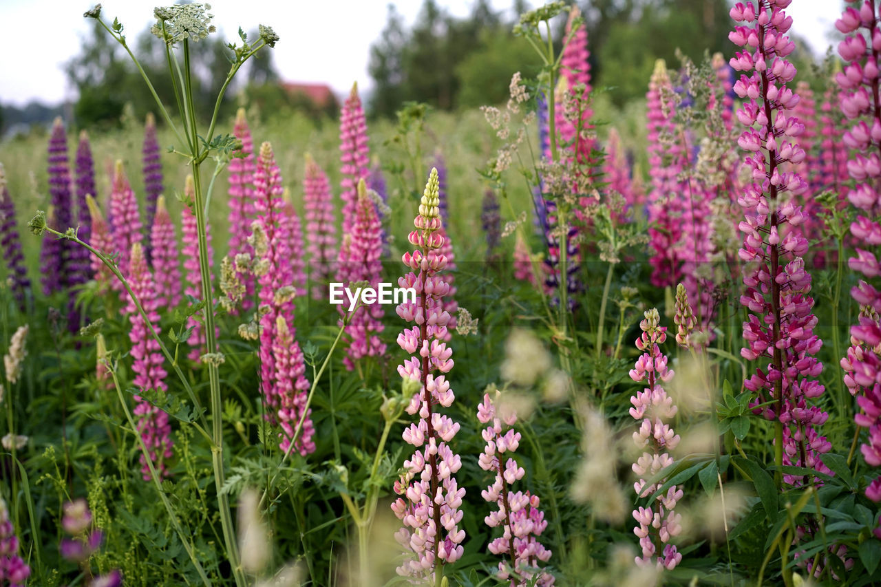 Close-up of pink flowering plants on field