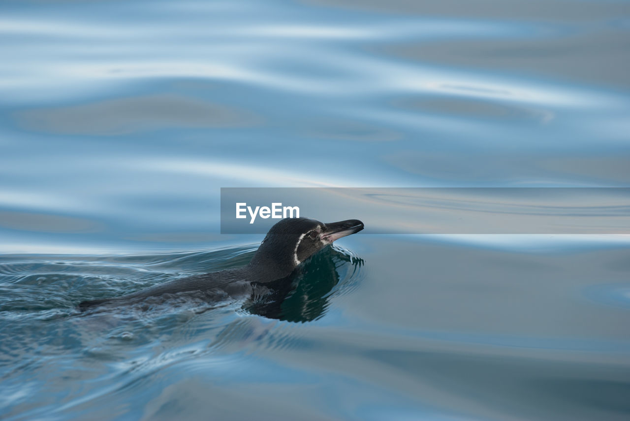 Close-up of penguin swimming in sea