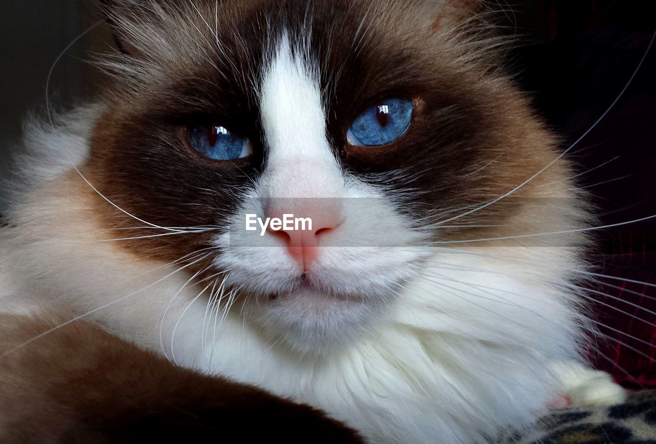 Close-up portrait of ragdoll cat at home