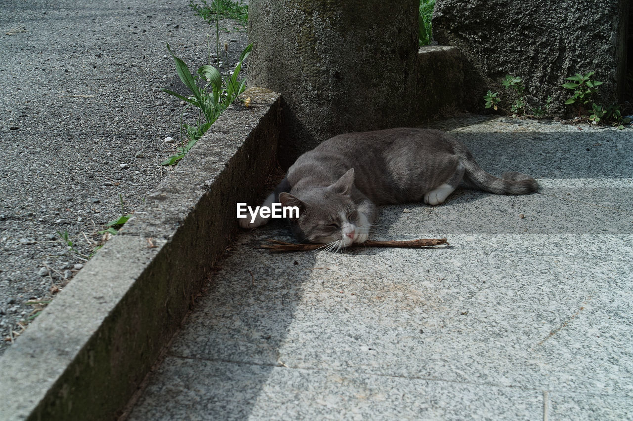 HIGH ANGLE VIEW OF CATS SLEEPING ON FOOTPATH